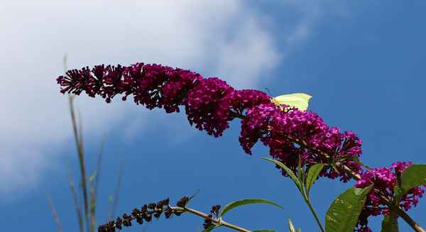 Die Leichtigkeit des Sommers