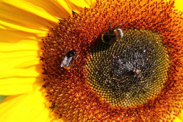 Sommer, Sonne, Sonnenblumen 06