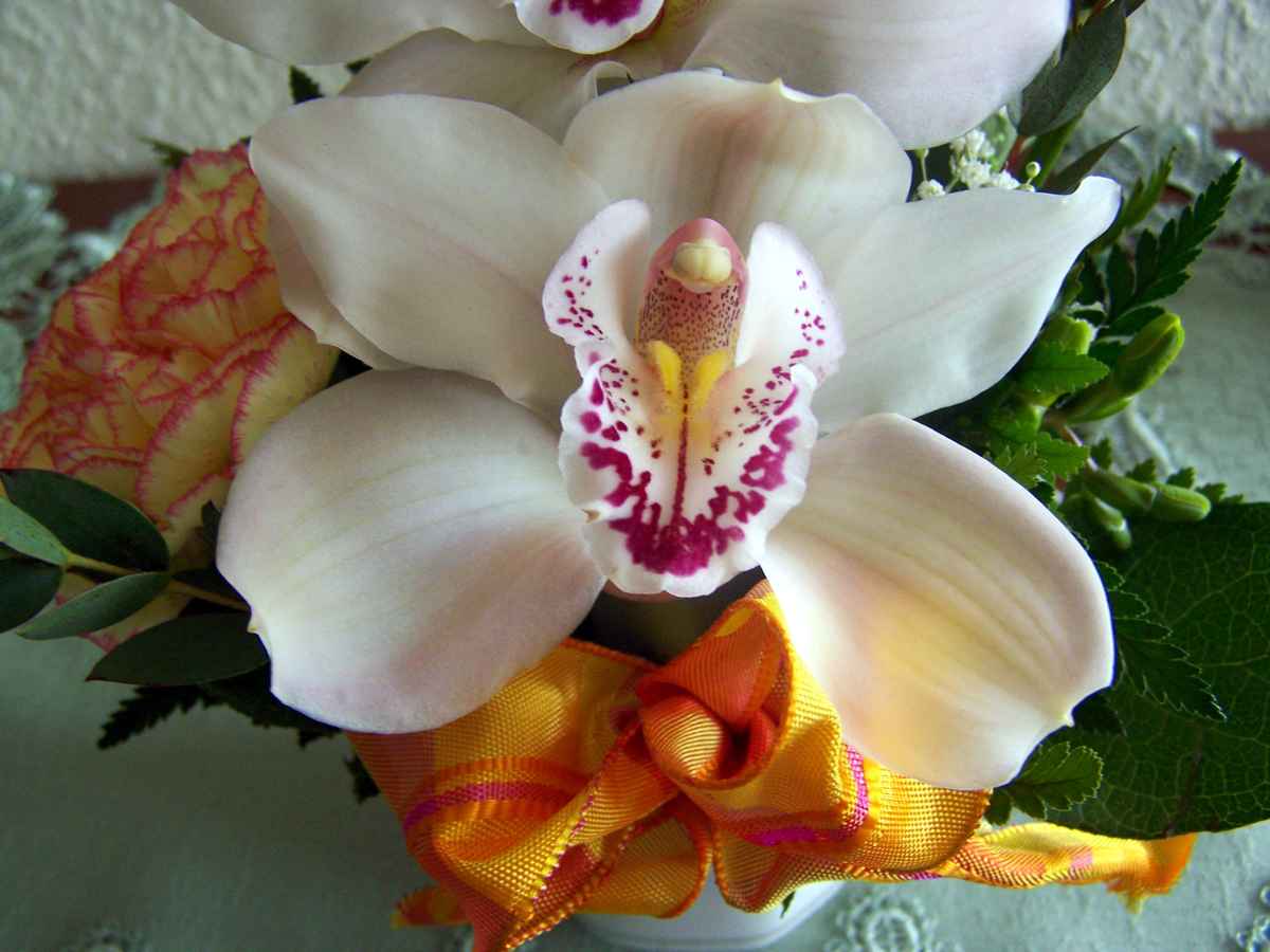 Orchidee
