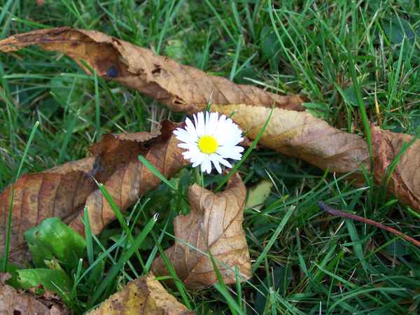Das letzte Blümchen