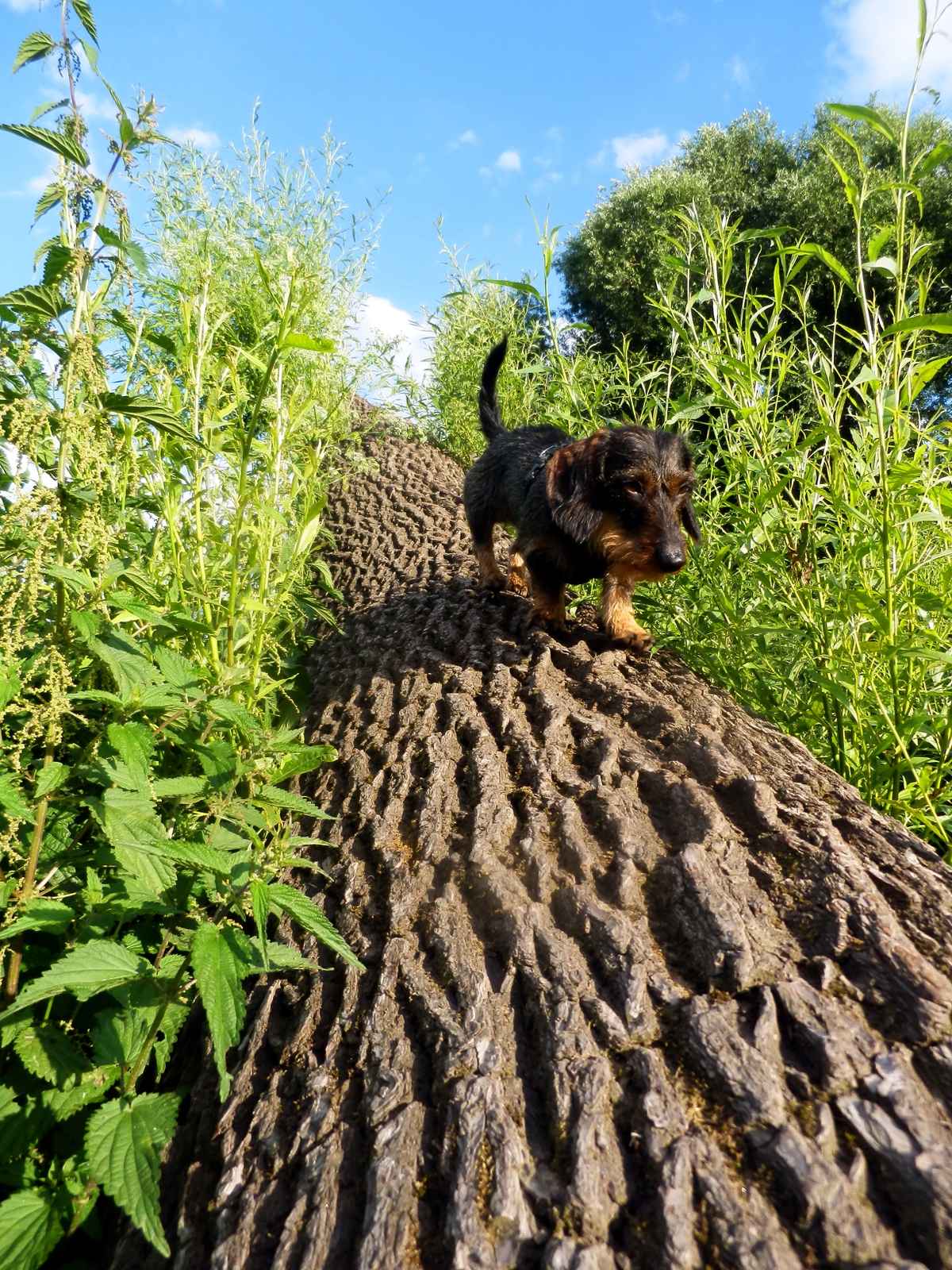 2 Meter über der Erde