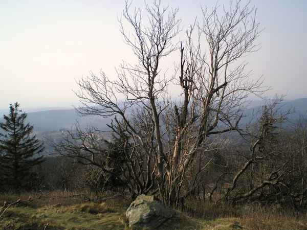 Feldberg im Taunus