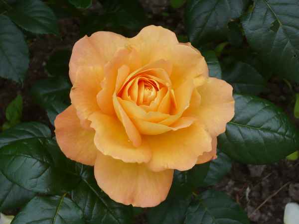Eine Rose
