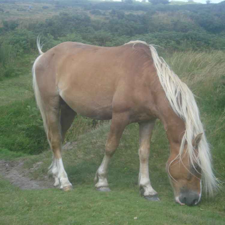 Haflinger