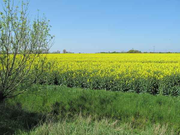 Blick übers Rapsfeld