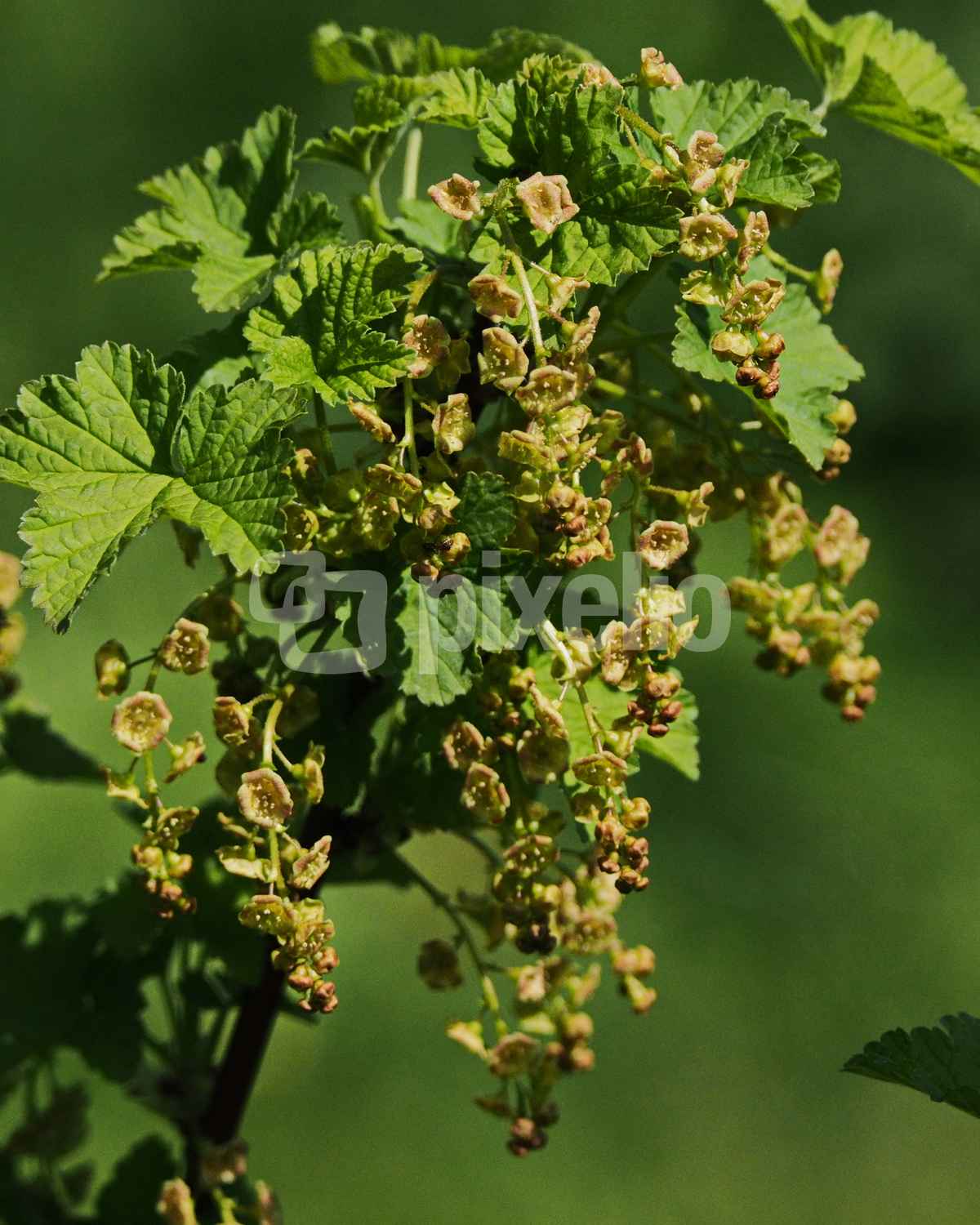 johannisbeerblüte