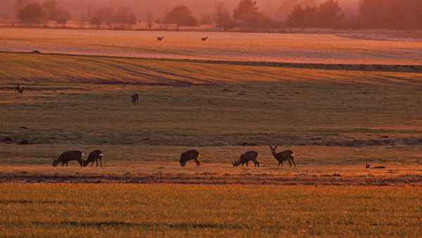 abends im feld
