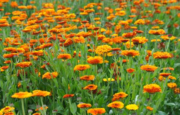 ein Blumenfeld