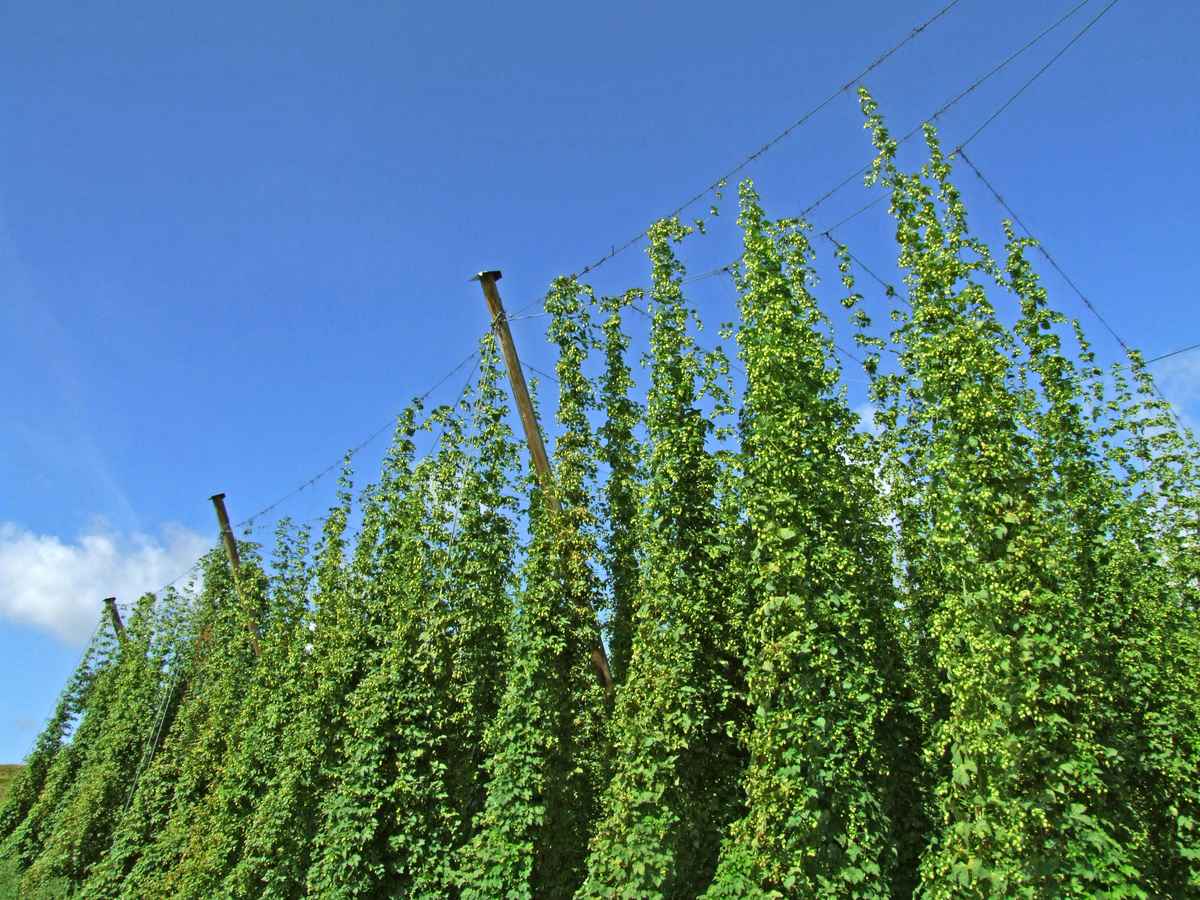 Hopfenfeld vor der Ernte