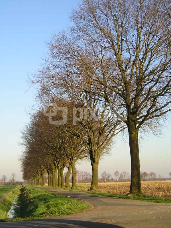 Eichenstrasse (2)