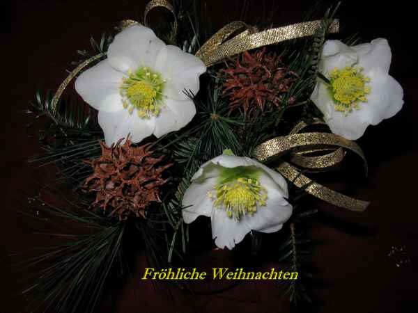 Drei Christrosen
