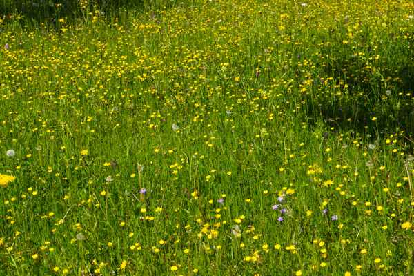 Blumenwiese als Fond