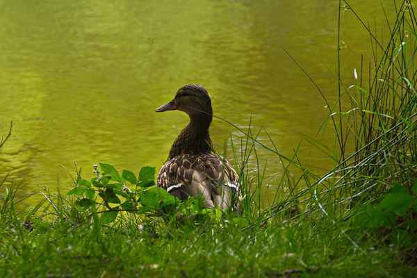 Ente