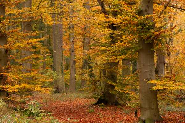 Buchenwald im Herbst