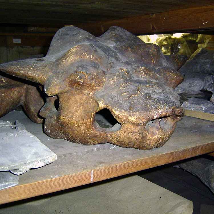 Triceratops Schädel