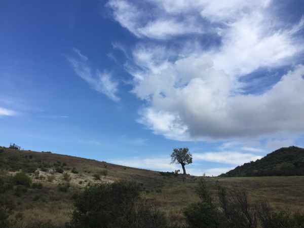 Olivenbaum in Griechenland. / Foto: Alexander Hauk