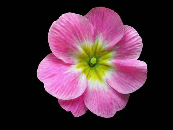 Pixelclipart Primelblüte