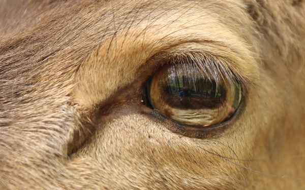 Augen-Selfie