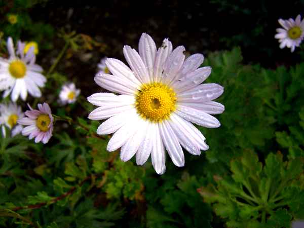Die letzten Blümchen im Herbst 3