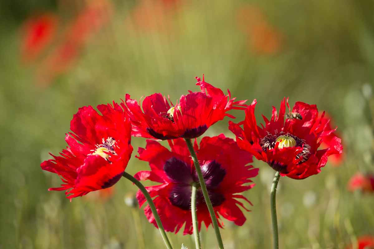 Mohnblumen