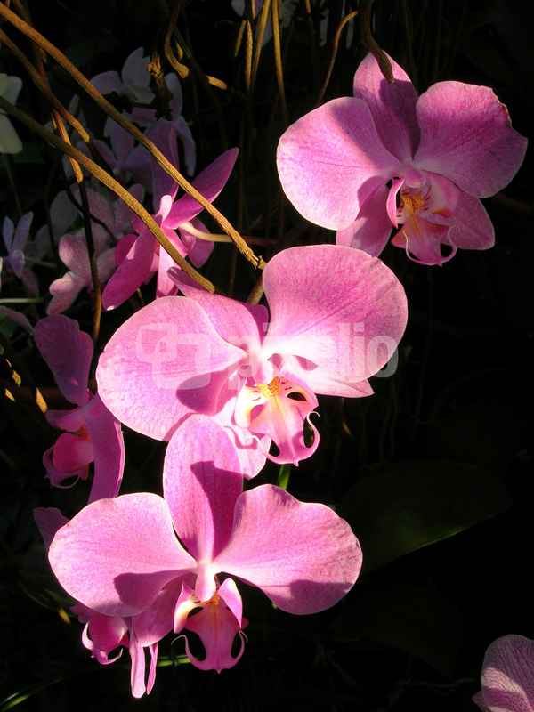 Zarte Orchideenblüte