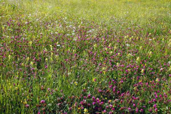 Sommer kunterbunt 01