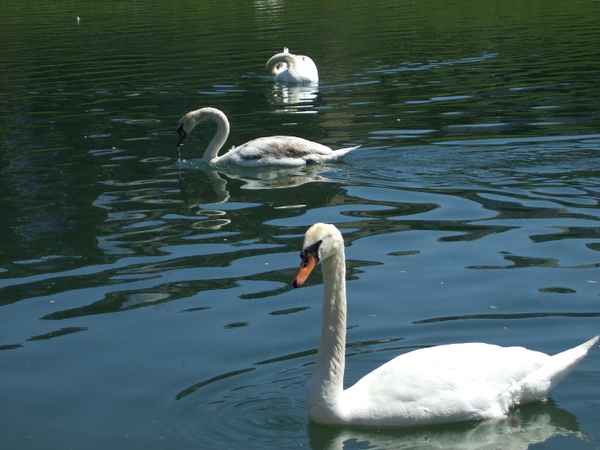 Schwan