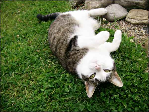 Cat On The Lawn