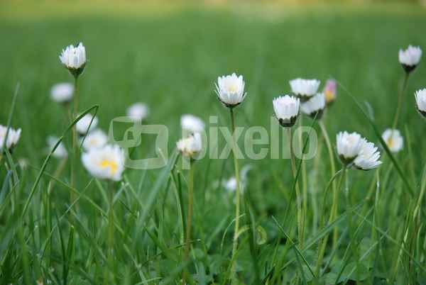Gänseblümchen