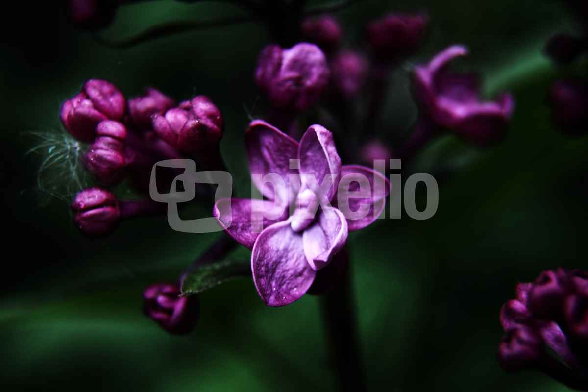 Fliederblüte