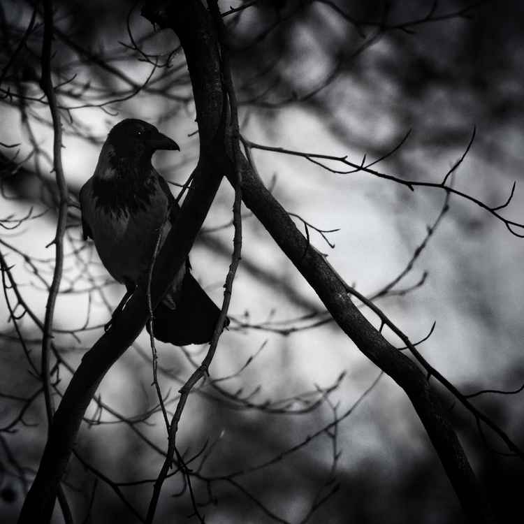 Hitchcock lässt grüßen...