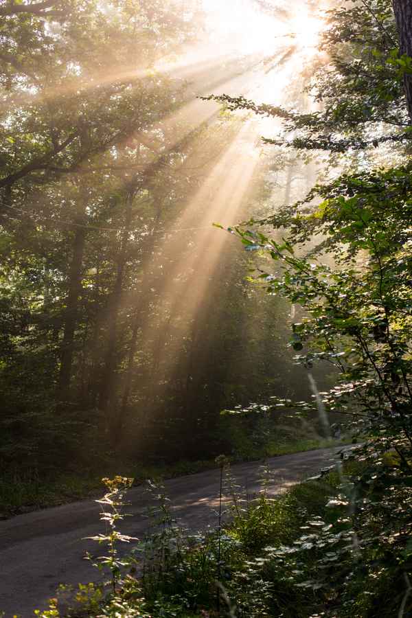 Waldweg mit Morgensonne im Nebel 3