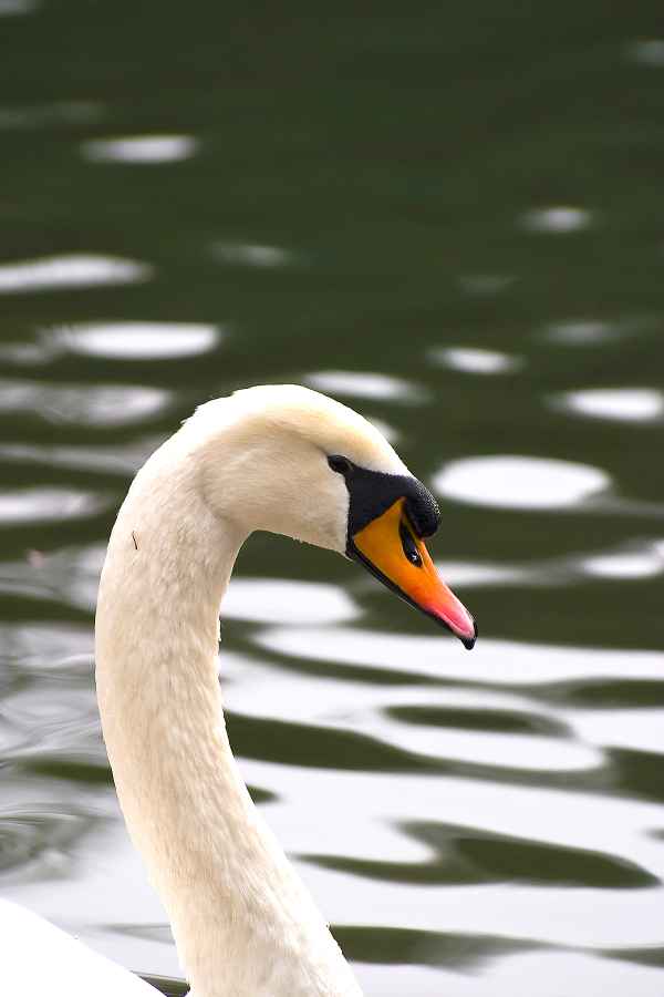 Portrait vom Schwan