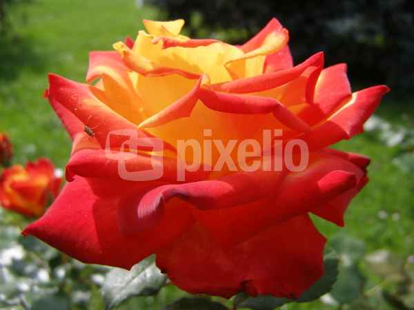 Riesige Rose?