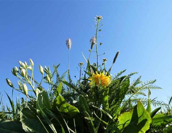 Wiesenstück im April