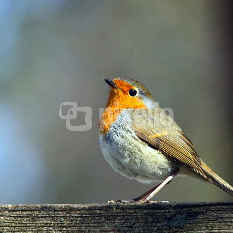 Neugieriges Rotkehlchen