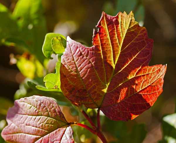 Herbstlaub