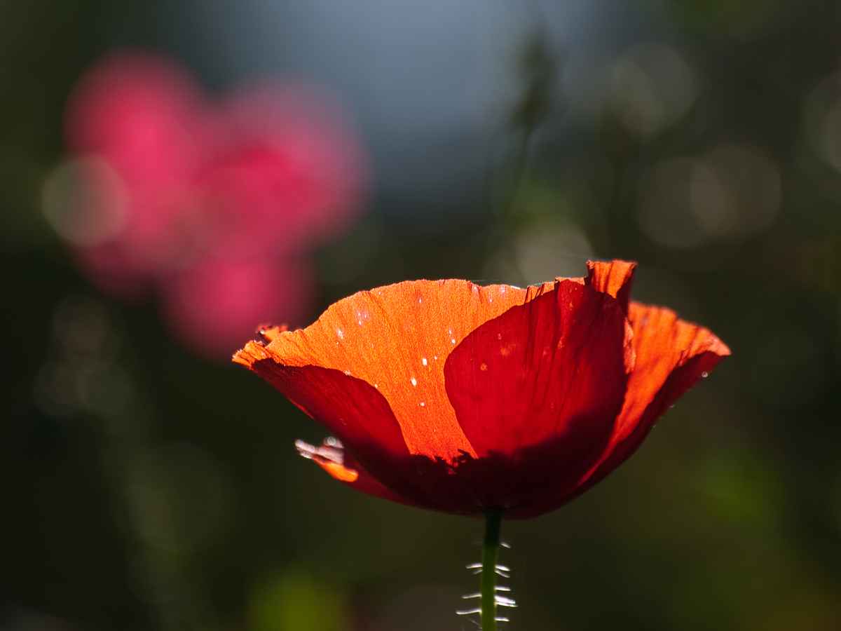 roter mohn