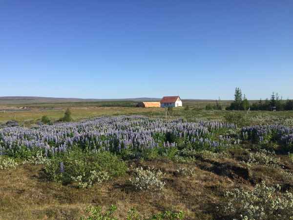 Island: Landschaft mit Haus / Foto: Alexander Hauk