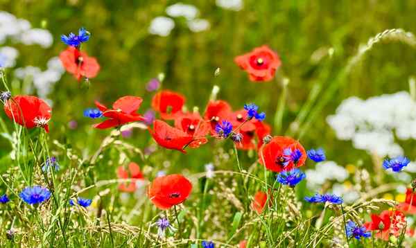 Klatschmohn und Kornblumen
