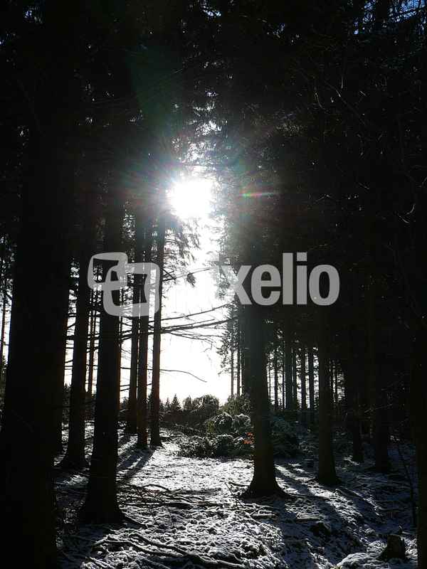 Wald