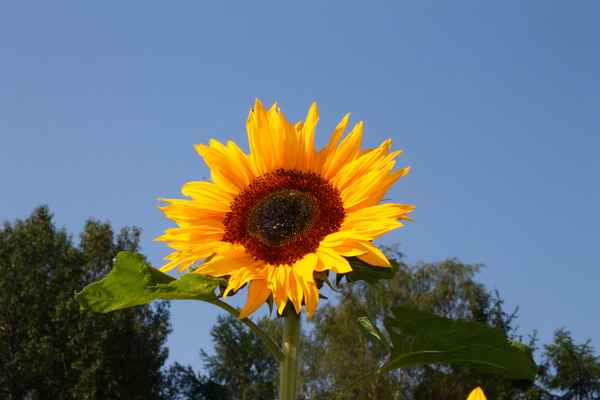 Sommer, Sonne, Sonnenblumen 03