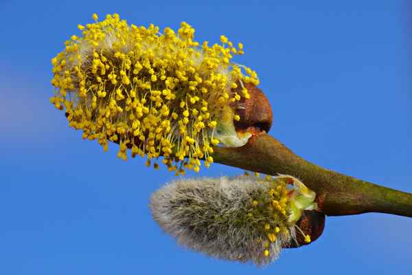 Blütenstand der Sal-Weide