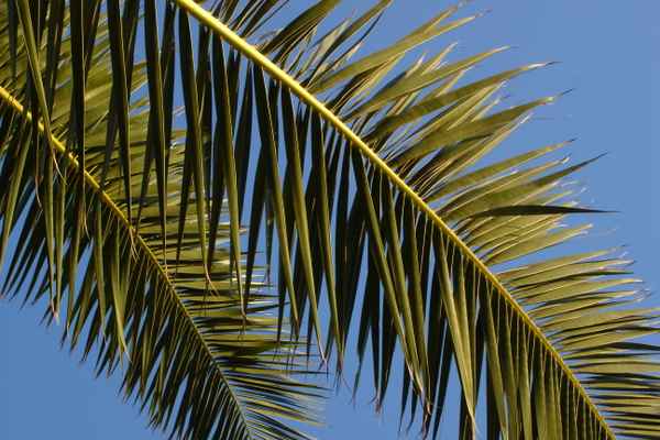 Palmenblätter