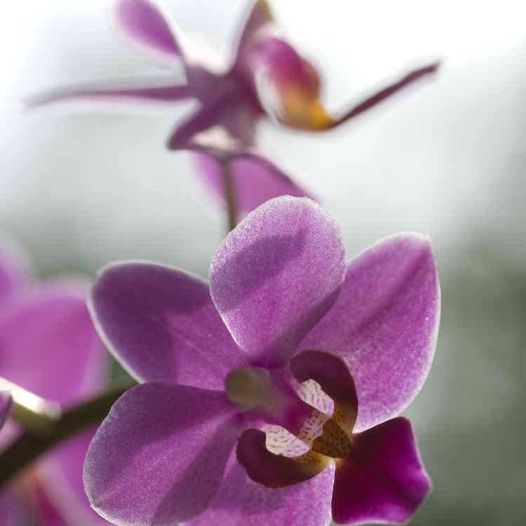 Orchidee