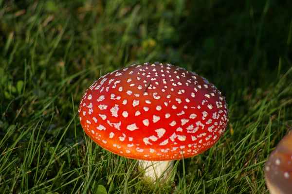 Fliegenpilz