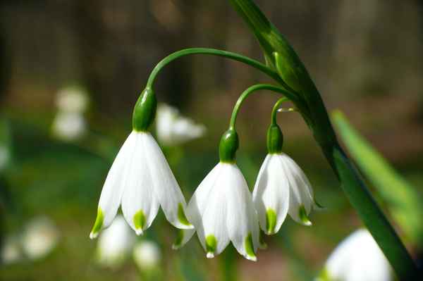 Frühlings-Knotenblume