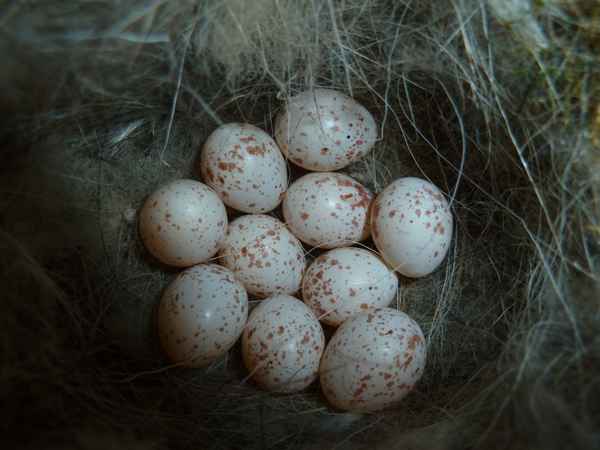 Familie Blaumeise erweitert sich :)