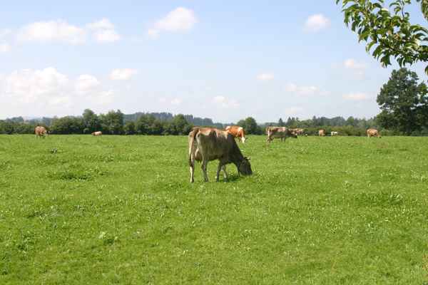 Braunvieh auf der Weide..........