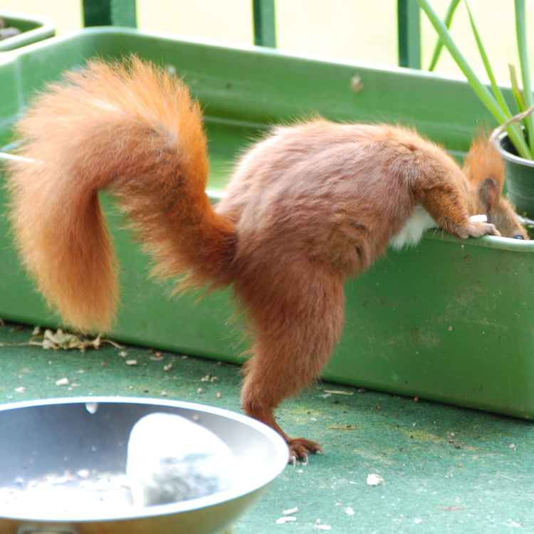 eichhörnchen 21